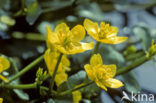 Dotterbloem (Caltha palustris)