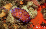 Sea Slug (Godiva quadricolor)