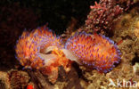 Sea Slug (Godiva quadricolor)