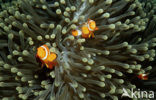 anemonefish