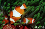 anemonefish