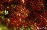anemonefish