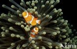 anemonefish