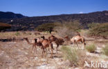 Dromedary (Camelus dromedarius)