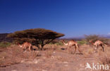 Dromedaris (Camelus dromedarius)