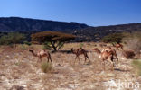 Dromedary (Camelus dromedarius)