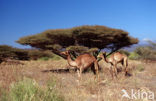 Dromedary (Camelus dromedarius)