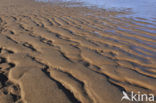 Duinen Huisduinen