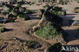 Duinen Huisduinen