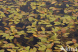 Bog Pondweed (Potamogeton polygonifolius)