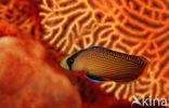 Splendid dottyback (Pseudochromis splendens)