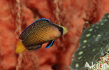 Splendid dottyback (Pseudochromis splendens)