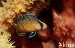 Splendid dottyback (Pseudochromis splendens)