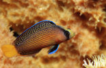 Splendid dottyback (Pseudochromis splendens)