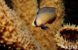 Splendid dottyback (Pseudochromis splendens)