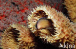 Splendid dottyback (Pseudochromis splendens)