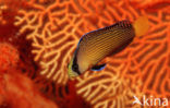 Splendid dottyback (Pseudochromis splendens)