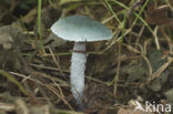 Verdigris Toadstool (Psilocybe aeruginosa)