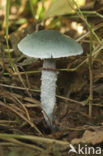 Verdigris Toadstool (Psilocybe aeruginosa)