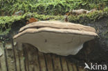 Echte tonderzwam (Fomes fomentarius)