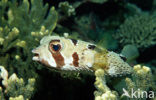 Black-blotched porcupinefish (Diodon liturosus)