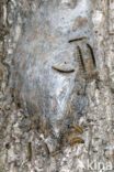 Oak processionary moth (Thaumetopoea processionea)