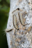 Oak processionary moth (Thaumetopoea processionea)