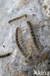 Oak processionary moth (Thaumetopoea processionea)