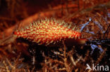 Egg Shell