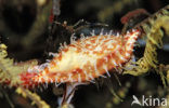 Egg Shell