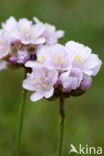 Engels gras (Armeria maritima) 