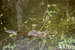 Europese bever (Castor fiber) 