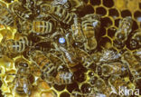 Europese Honingbij (Apis mellifera mellifera)