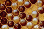 Europese Honingbij (Apis mellifera mellifera)