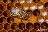 Europese Honingbij (Apis mellifera mellifera)