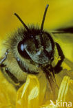 honey bee (Apis mellifera mellifera)