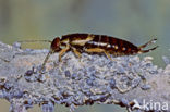 European earwig (Forficula auricularia)