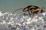 European earwig (Forficula auricularia)