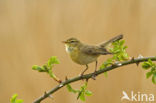 Willow Warbler (Phylloscopus trochilus)