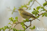 Willow Warbler (Phylloscopus trochilus)