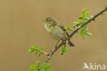 Willow Warbler (Phylloscopus trochilus)