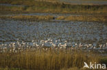 Flamingo (Phoenicopterus ruber)