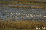 Flamingo (Phoenicopterus ruber)