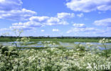 Cow Parsley (Anthriscus sylvestris)