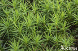 Bank Haircap (Polytrichum formosum)