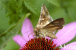 Silver Y (Autographa gamma)