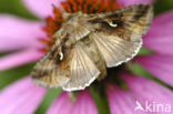 Silver Y (Autographa gamma)