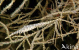 Saw blade shrimp (Tozeuma armatum)