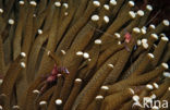 Anemone Shrimp (Periclimenes tosaensis)