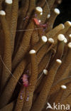 Anemone Shrimp (Periclimenes tosaensis)